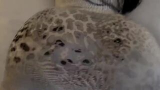 سكس مؤخرة كبيرة يخون زوجته من اجل هذه الطيز - fakedriver.net